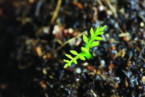 技术和传统方法对比评测